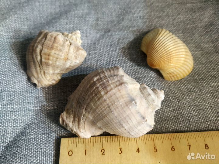 Морские ракушки