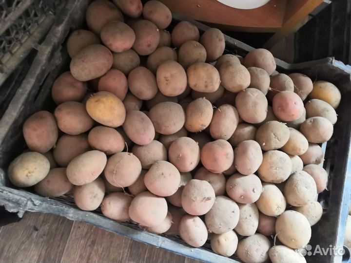 Семенной картофель