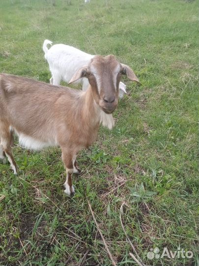 Козы дойные молочные