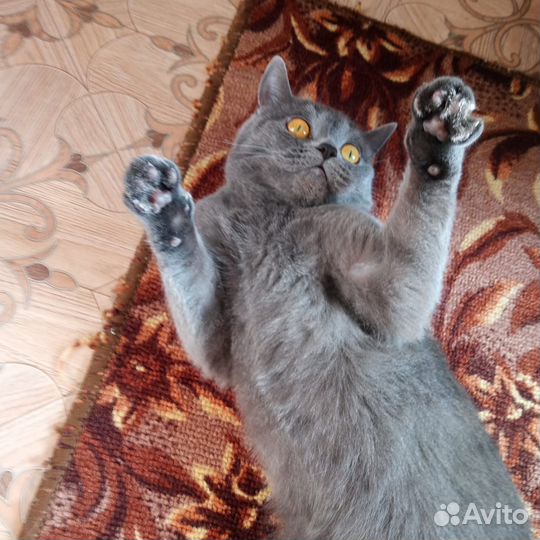 Британская