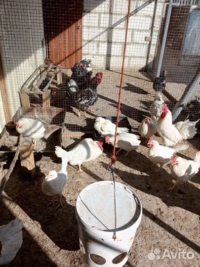 Инкубационное яйцо, цыплята