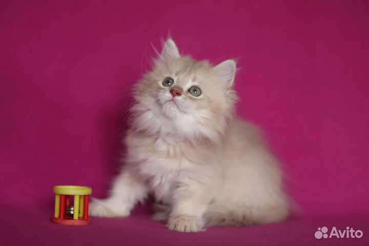 Британская длинношерстная золотая шиншилла