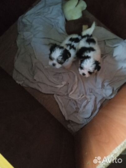 Щенки Бивера