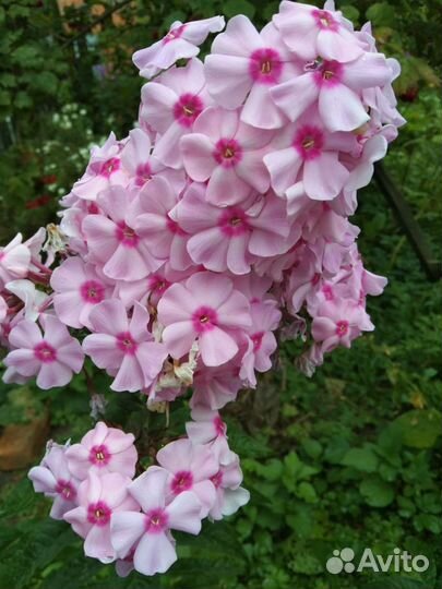 Цветы садовые многолетники