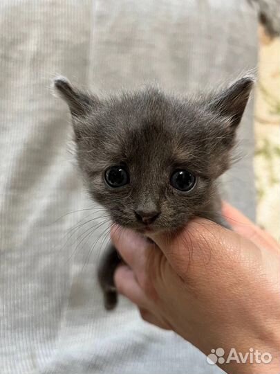 Кошка