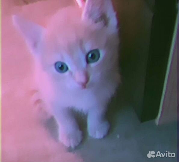 Кошка в дар бесплатно