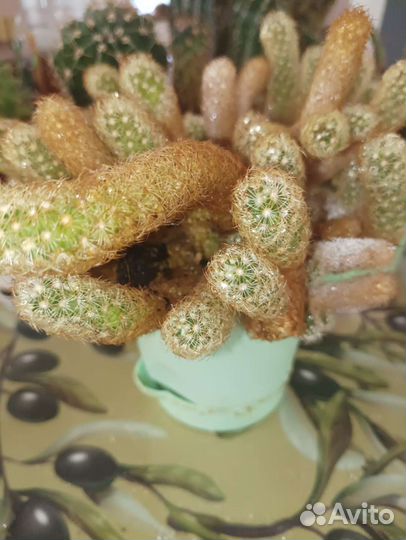 Кактусы