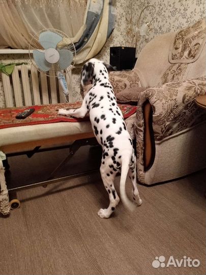 Продам щенков далматинцев