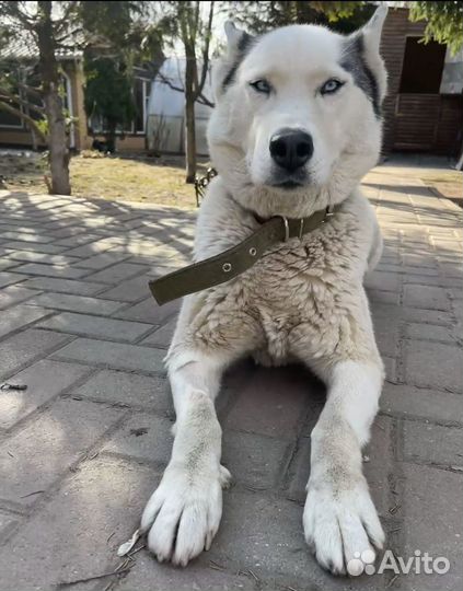 Лайка, красивая девочка