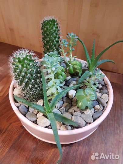 Садик из суккулентов