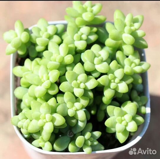 Седум буррито (очиток) Домашние цветы