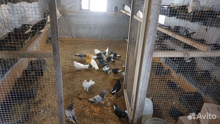 Продам Николаевских и курских голубей