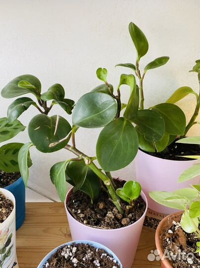Пеперомия, толстянка, алоэ,хавортия