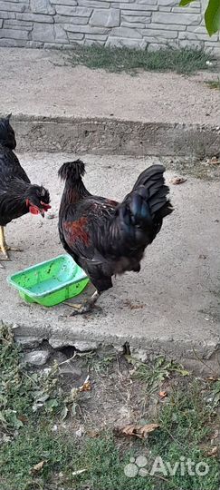 Петух брама