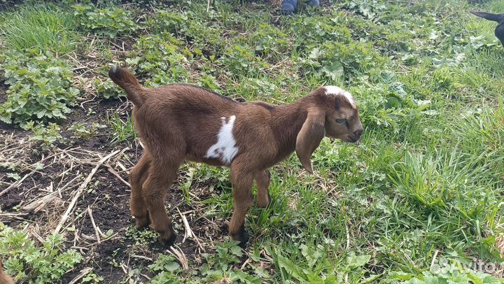 Процентный козлик