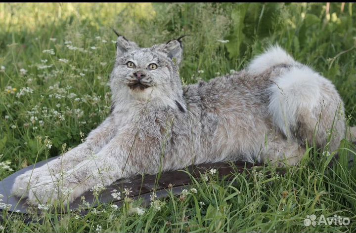 Животное рысь (имитация)