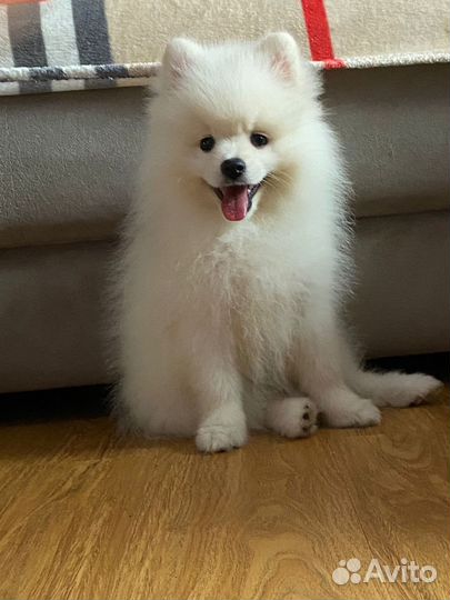 Щенки шпица