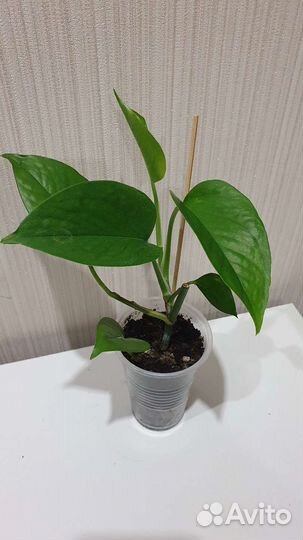 Сциндапсус (Эпипремнум) 13 сортов