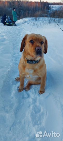 Очаровательные щенки лабрадора в добрые руки