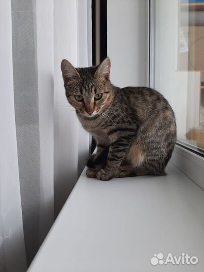 Кошка бесплатно