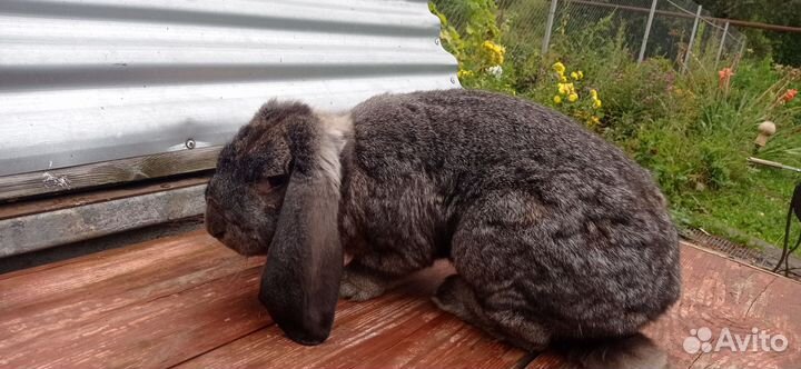 Кролик самец