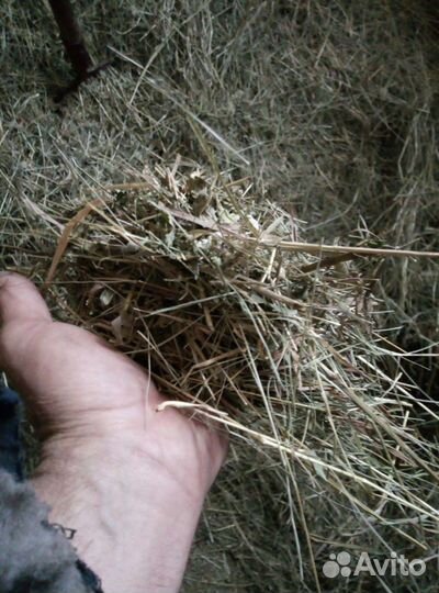 Сено в тюках и мешках на подстилку