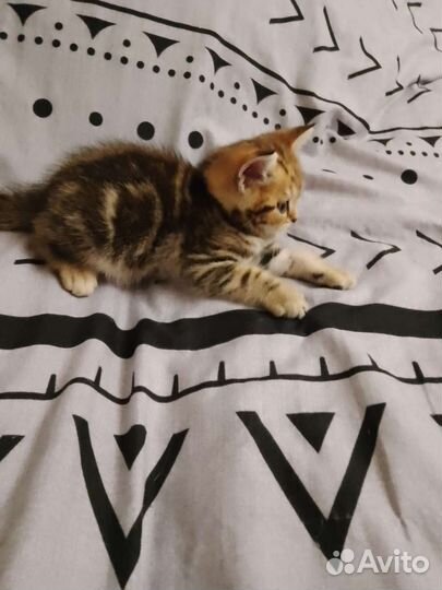 Кошки котята британские вислоухие
