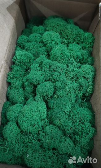 Мох для декора стабилизированный 500г