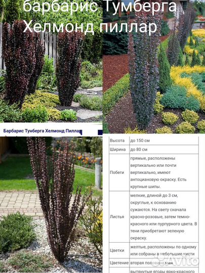 Ель Коника, Барбарисы лимончелло, Хелмон Пилар