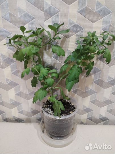 Комнатные цветы