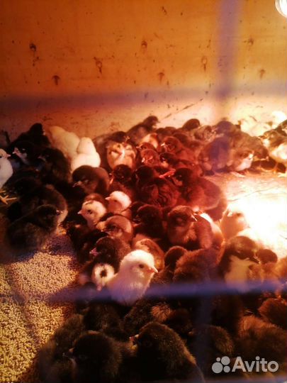 Цыплята