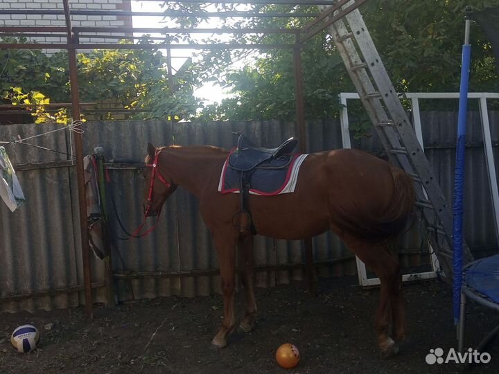 Жеребец обмен