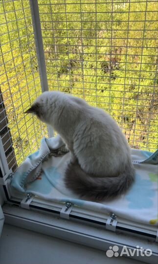 Балкон для кошек