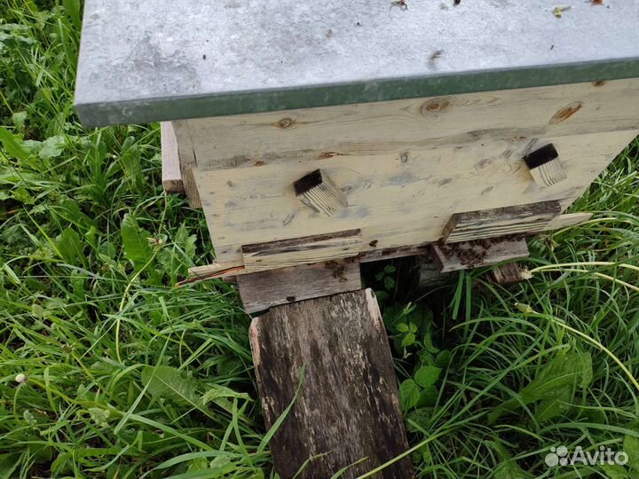 Пчелы с ульями