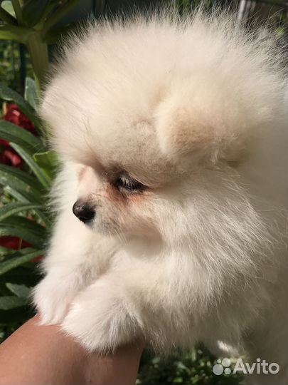 Померанский шпиц медвежьего типа