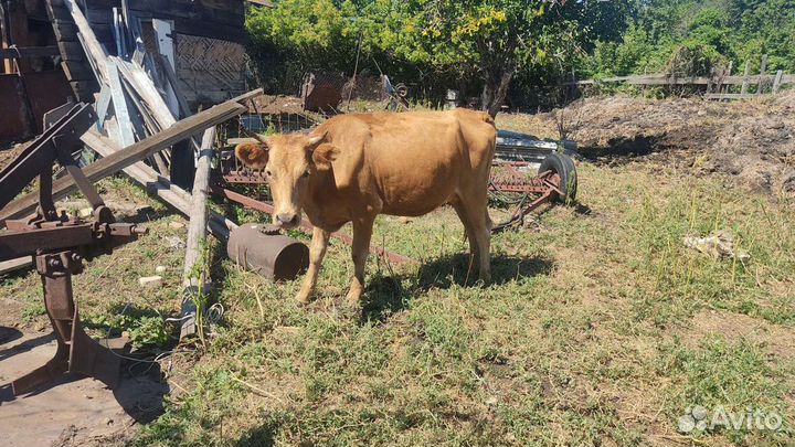 Коровы,быки,крс