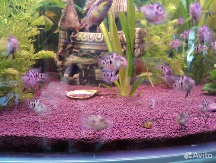 Рыбка сапфировый попугай