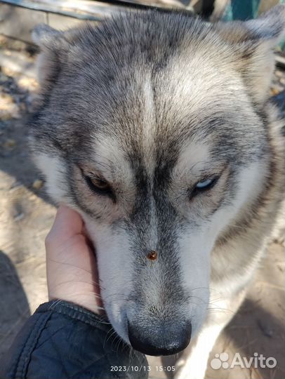 Сибирский хаски подросток (РКФ)