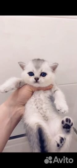 Шотландская