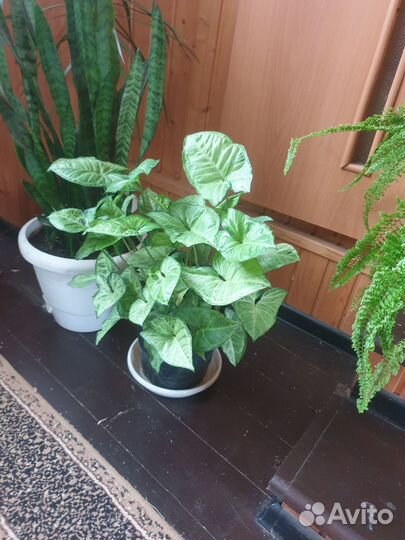 Комнатные растения