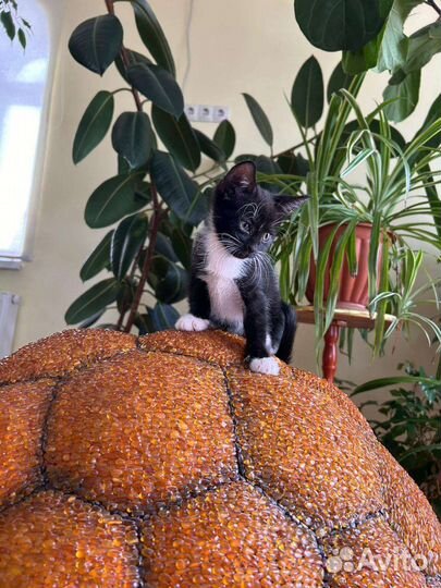 Котята в добрую семью