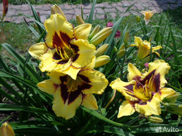 Лилейники деленками и кустами