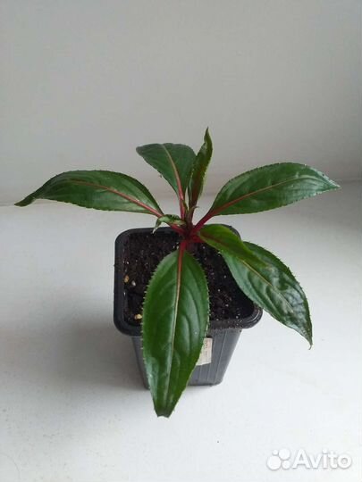 Бальзамины новогвинейские