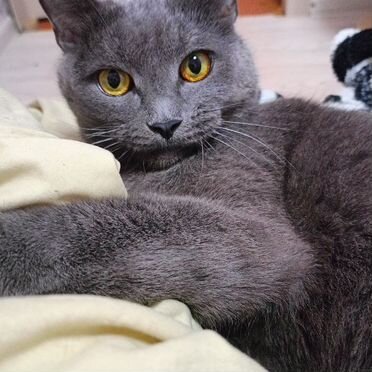 Бенгальский, взрослый кот