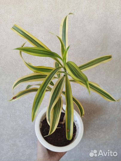 Продам драцену Песня Индии
