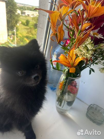 Немецкий шпиц вязка