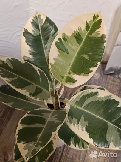 Фикус Тинеке