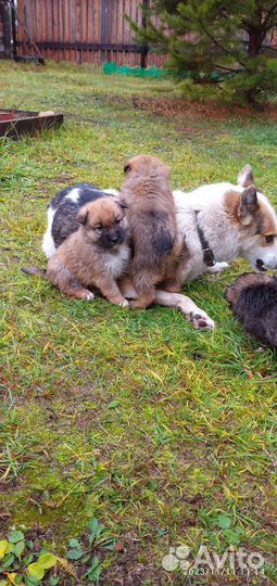 Щенки лайки