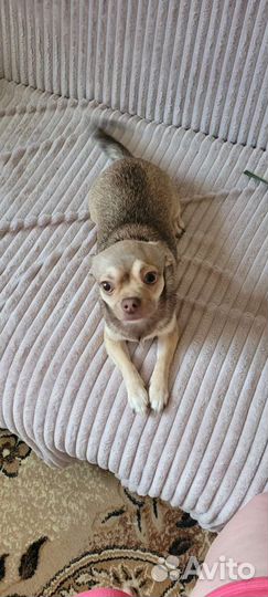 Ищет невесту