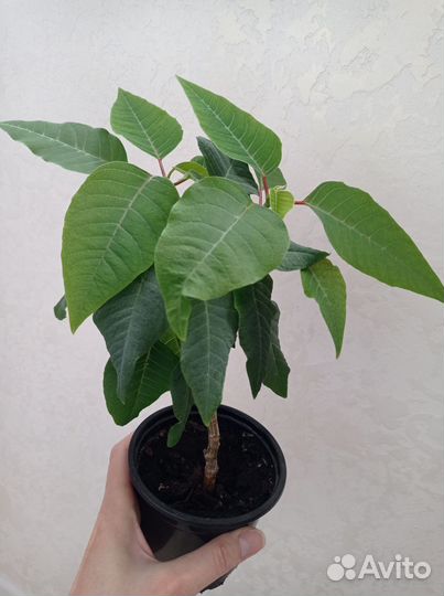 Пуансеттия (рождественская звезда)